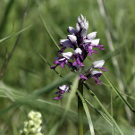 c5h55747