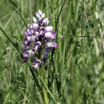 c5h55748