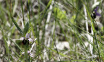 c5h55753