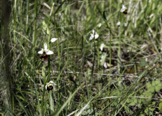 01 - Chasse aux orchidées