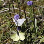 c5h55771