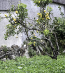 45 - Magnifique citronnier