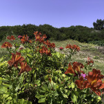 41 - Profitons des massifs de fleurs.