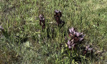 21 - Ce qui permet de retrouver des plantes...