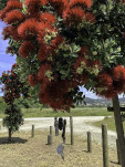 39 - Ex-votos pendus à un arbre