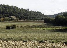 04 - Valensole - 2 oct