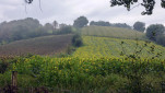 02 - Tournesols et ... maïs