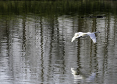 2 - Vol de cygne