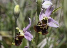 42 - Chasse aux orchidées - mai 2025