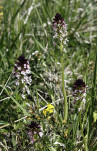 10 - Autre orchis brûlé