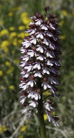 13 - Orchis pourpre