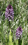 12 - Orchis pourpre