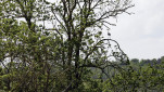 70 - Héron sur un arbre perché