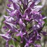 08 - Orchis militaire - Détail