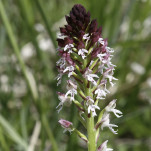 11 - Orchis brûlé - Détail
