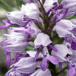 32 - Orchis Militaire - Détail