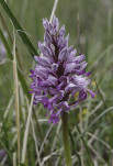 33 - Autre orchis militaire - Domgermain