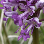 34 - Autre orchis militaire - Détail