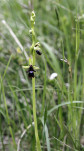 35 - Ophris mouche - Domgermain