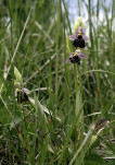 39 - Ophris bourdon - Domgermain