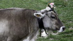 11 - Vache coiffée