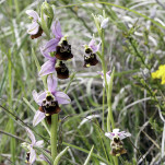 46 - Autre bouquet de bourdons