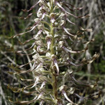 48 - Orchis à Odeur de bouc