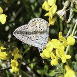 61 - Papillon bleu