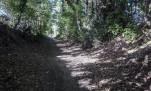 06 - Allées forestières profondes