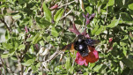 42 - Autre abeille bleue (Simianne)